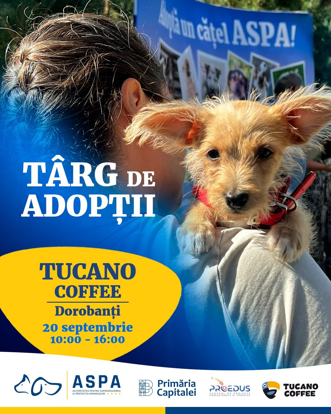 targ de adoptii de caini la tucano coffee romania dorobanti pe 20 septembrie 68bfbc3209a1e