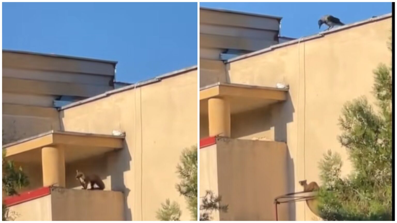 video un frate jder s a ratacit prin bucuresti animalul curios a explorat zona unirii la o plimbare 68d925a53205f