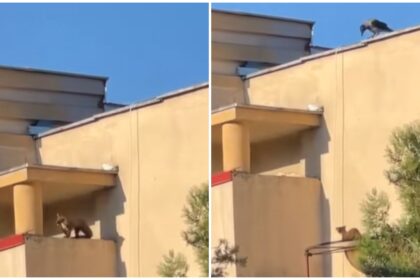 video un frate jder s a ratacit prin bucuresti animalul curios a explorat zona unirii la o plimbare 68d925a53205f