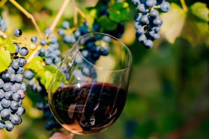 video vin mai mult si mai bun in acest an in zona moldovei productia a crescut cu 35 fata de 2024 68cf838c79733