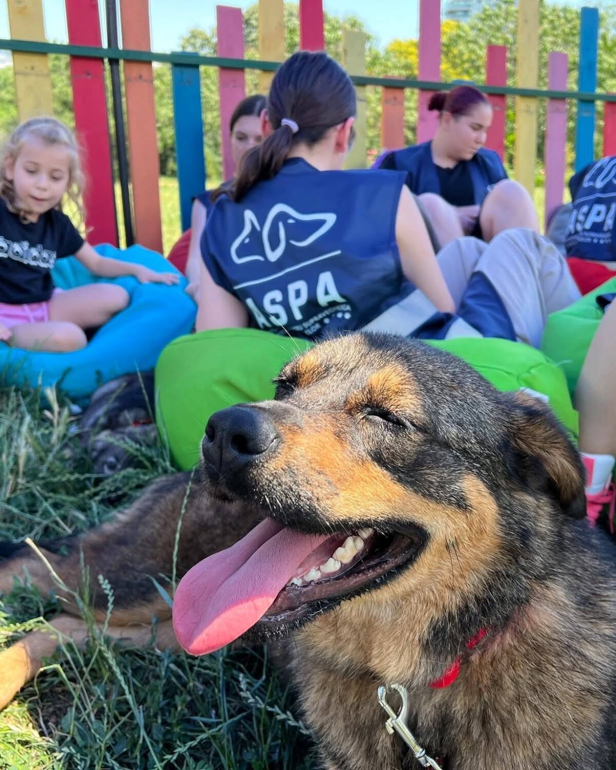 25 de catei pot fi adoptati sambata la un nou targ organizat de aspa in parcarea hornbach balotesti 68fc610cb050a