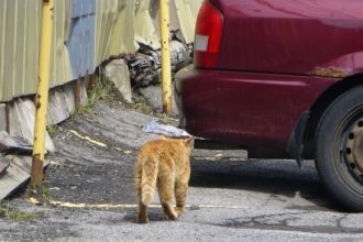 afm bugetul pentru rabla auto persoane fizice va fi suplimentat cu 45 milioane de lei 69008586f1fca