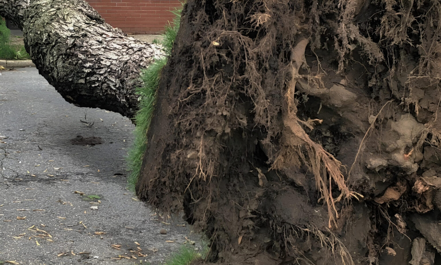 alerta copac cazut pe o sina de tramvai din bucuresti 5 linii stb sunt blocate in zona str anghel alexandru str luica e vorba de tramvaiele 7 11 19 23 si 25 68df7b14d4423