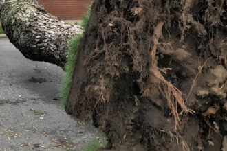 alerta copac cazut pe o sina de tramvai din bucuresti 5 linii stb sunt blocate in zona str anghel alexandru str luica e vorba de tramvaiele 7 11 19 23 si 25 68df7b14d4423