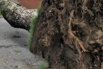 alerta copac cazut pe o sina de tramvai din bucuresti 5 linii stb sunt blocate in zona str anghel alexandru str luica e vorba de tramvaiele 7 11 19 23 si 25 68df7b14d4423