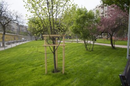 amenzi mai mari pentru distrugerea spatiilor verzi din capitala 69038d5c63c50