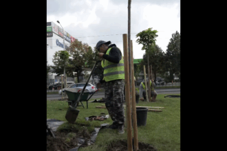 ampla campanie de inverzire in sectorul 2 40 000 de arbori pana la finalul anului viitor 68de70ee3c173