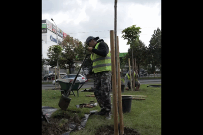 ampla campanie de inverzire in sectorul 2 40 000 de arbori pana la finalul anului viitor 68de70ee3c173