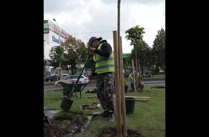 ampla campanie de inverzire in sectorul 2 40 000 de arbori pana la finalul anului viitor 68de70ee3c173