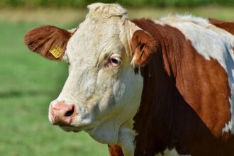 apia primeste pana la 28 octombrie cererile pentru acordarea ajutorului in sectorul cresterii animalelor 68e00e9a505d7