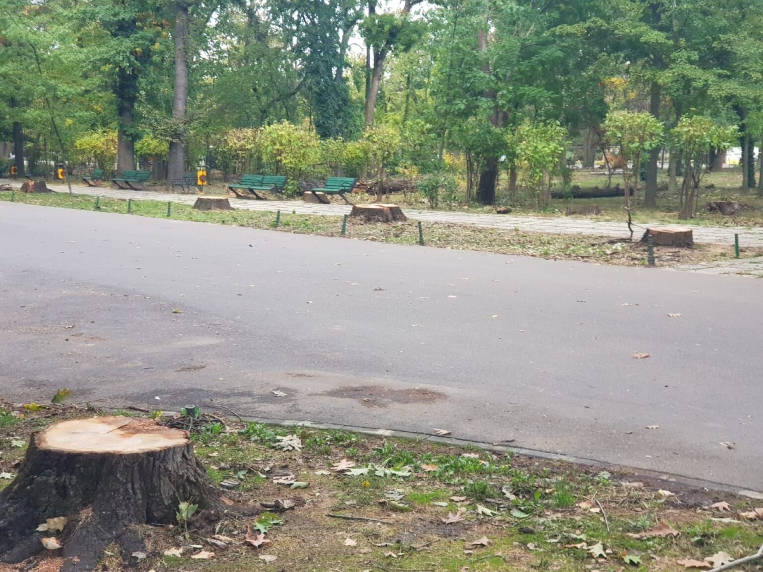 batrani stejari din herastrau au fost taiati bucuresteni intristati de veste erau copacii copilariei mele bucurestiul inca nu are un registru verde care sa i protejeze 68ea519f1f52c