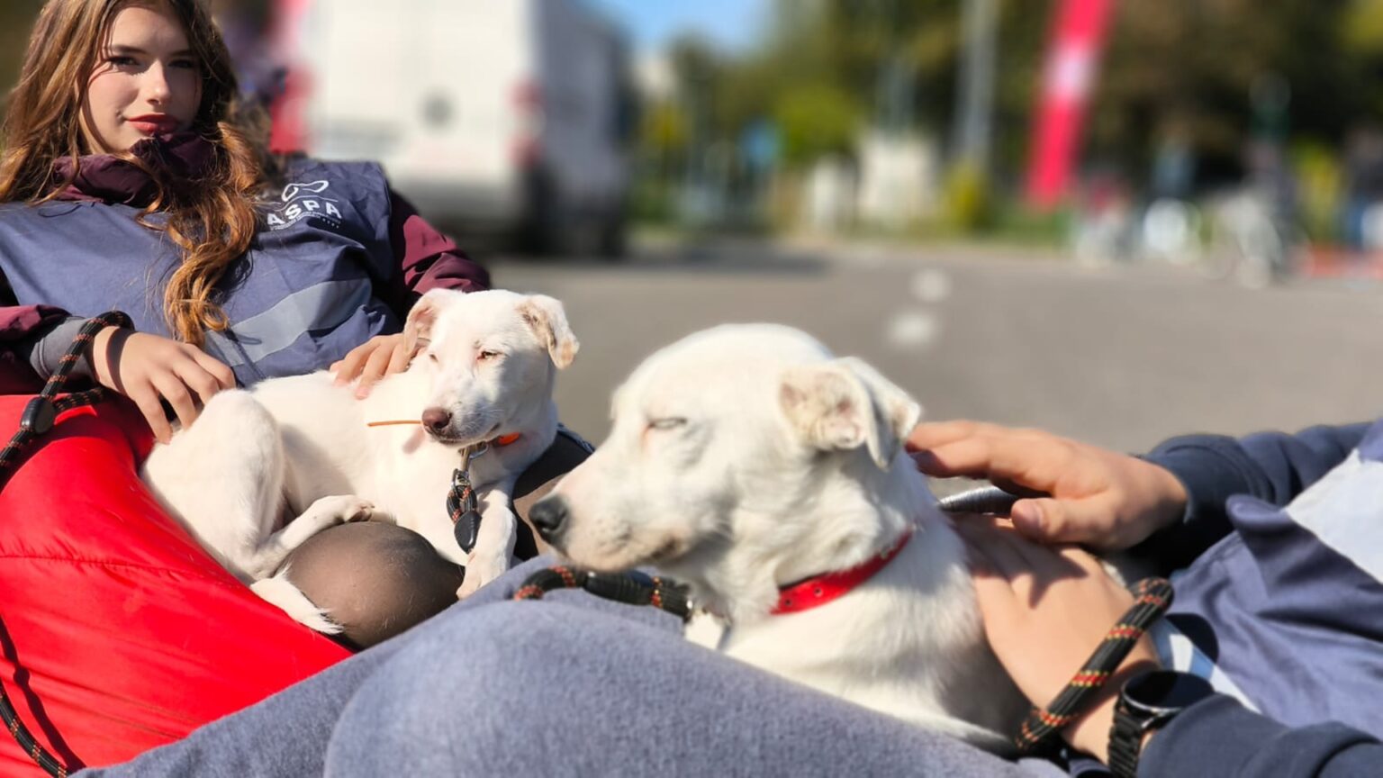 catei de la aspa isi cauta familii la ultimul targ de adoptii in aer liber din 2025 f09f90b6 ii gasiti la hornbach balotesti pe 25 octombrie 68e63a2ebc2bb