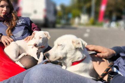 catei de la aspa isi cauta familii la ultimul targ de adoptii in aer liber din 2025 f09f90b6 ii gasiti la hornbach balotesti pe 25 octombrie 68e63a2ebc2bb