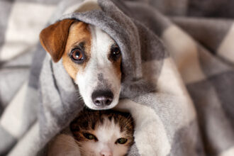 esential cand porneste caldura in caloriferele orasului in care se dardaie peste media anotimpului si afara si in case planurile termoenergetica 68df7b0e280a1