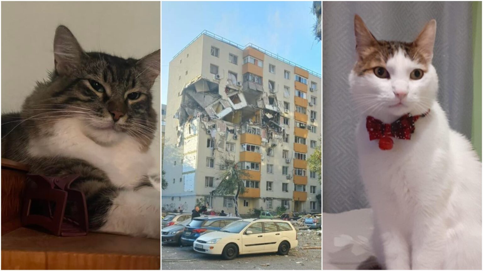 foto animale inca pierdute dupa explozia din blocul de pe calea rahovei stapanii sunt disperati 68f34f29b4ba7