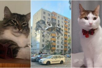 foto animale inca pierdute dupa explozia din blocul de pe calea rahovei stapanii sunt disperati 68f34f29b4ba7