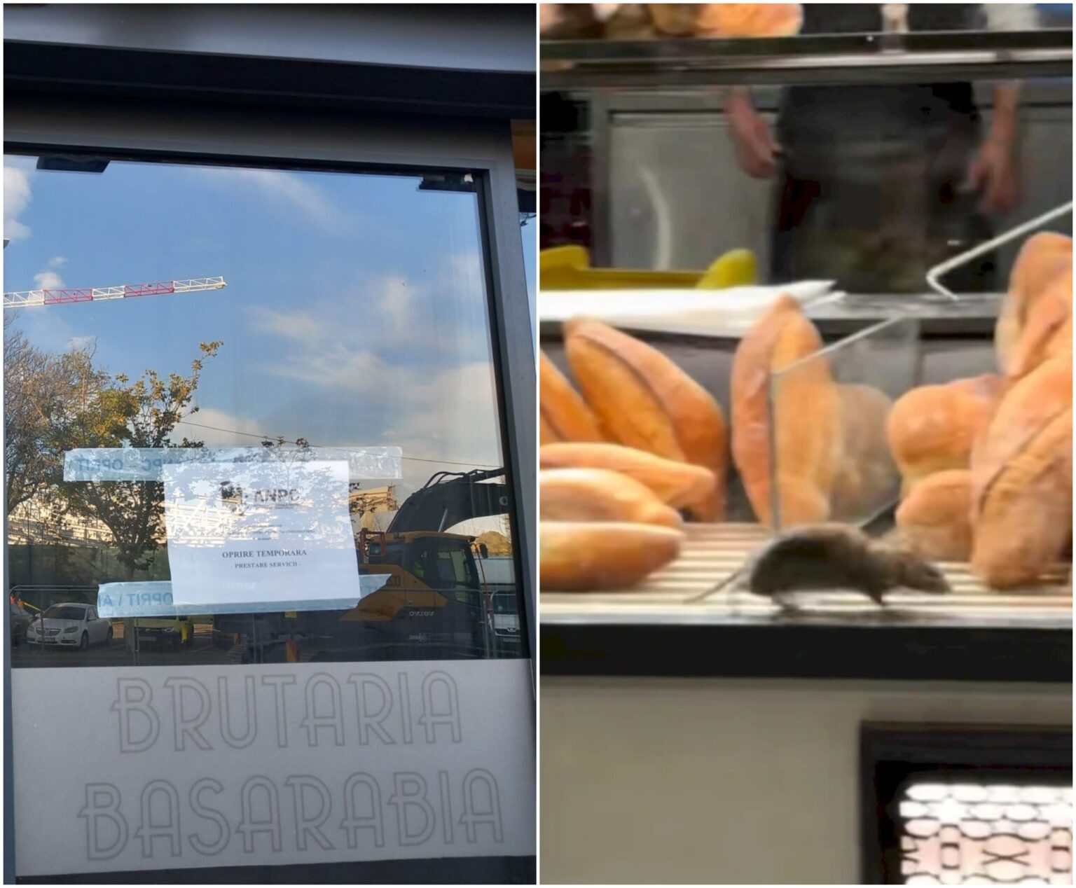 foto anpc a inchis brutaria de pe bd basarabia dupa ce un sobolan a fost filmat cum se plimba in voie printre rafturi au fost date amenzi de 12 000 de lei 68fba2af2b052