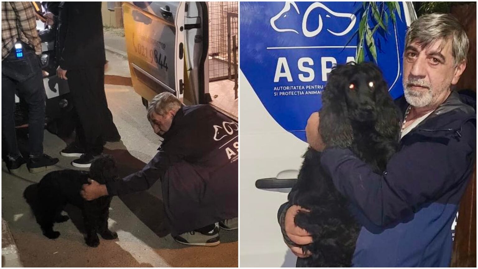 foto catelul abuzat intr un restaurant din sectorul 3 e acum in grija celor de la aspa pe numele stapanului sau a fost deschis dosar penal 68fb3f39e6705