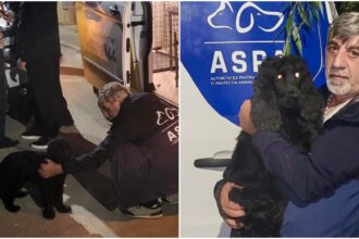 foto catelul abuzat intr un restaurant din sectorul 3 e acum in grija celor de la aspa pe numele stapanului sau a fost deschis dosar penal 68fb3f39e6705