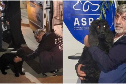 foto catelul abuzat intr un restaurant din sectorul 3 e acum in grija celor de la aspa pe numele stapanului sau a fost deschis dosar penal 68fb3f39e6705