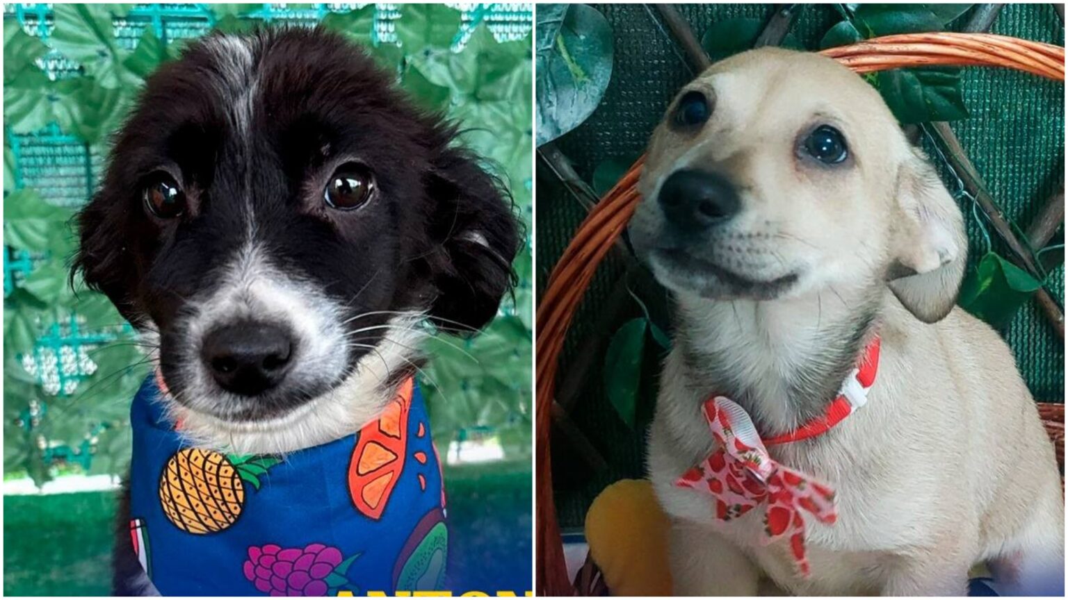 foto f09f90b6 jan nona milu si alti 22 de catelusi cauta familii iubitoare ultimul targ aspa de adoptii in aer liber e la hornbach balotesti in acest weekend 68fa08e416b89