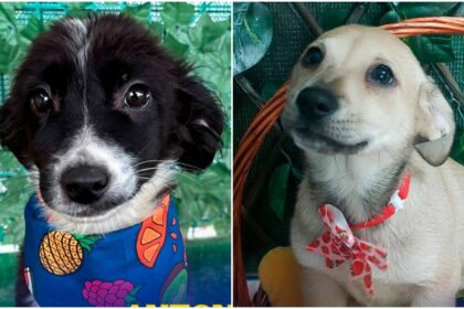 foto f09f90b6 jan nona milu si alti 22 de catelusi cauta familii iubitoare ultimul targ aspa de adoptii in aer liber e la hornbach balotesti in acest weekend 68fa08e416b89