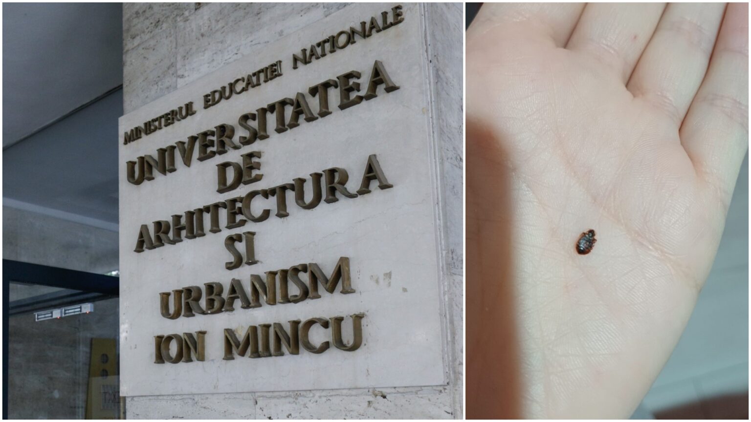 invazie de plosnite la universitatea de arhitectura ion mincu din bucuresti studentii nu vor sa mai vina la cursuri si acuza conducerea de nepasare 68f0d75e39fe6