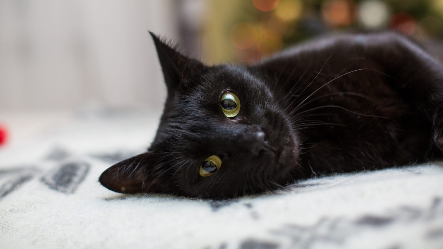 la multi ani pisicilor negre f09f9088e2ac9b muzeul antipa sarbatoreste ziua lor cu targ de adoptii si ateliere pe 28 octombrie 68fb30345ff02