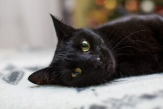 la multi ani pisicilor negre f09f9088e2ac9b muzeul antipa sarbatoreste ziua lor cu targ de adoptii si ateliere pe 28 octombrie 68fb30345ff02