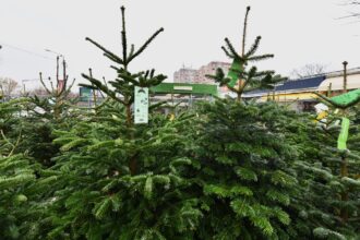 licitatie pentru comercializarea brazilor de craciun in sectorul 6 anuntata din octombrie 68e0aa7cdf54a