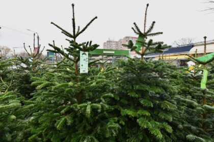 licitatie pentru comercializarea brazilor de craciun in sectorul 6 anuntata din octombrie 68e0aa7cdf54a