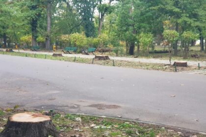 plangere penala impotriva celor care au taiat batranii stejari din parcul herastrau primarii din bucuresti distrug spatiul verde pentru bani spune vlad gheorghe 68eca4eb46bc4