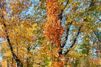 primaria capitalei incepe vineri plantare a peste o mie de copaci in parcul regele mihai i 6904536493625