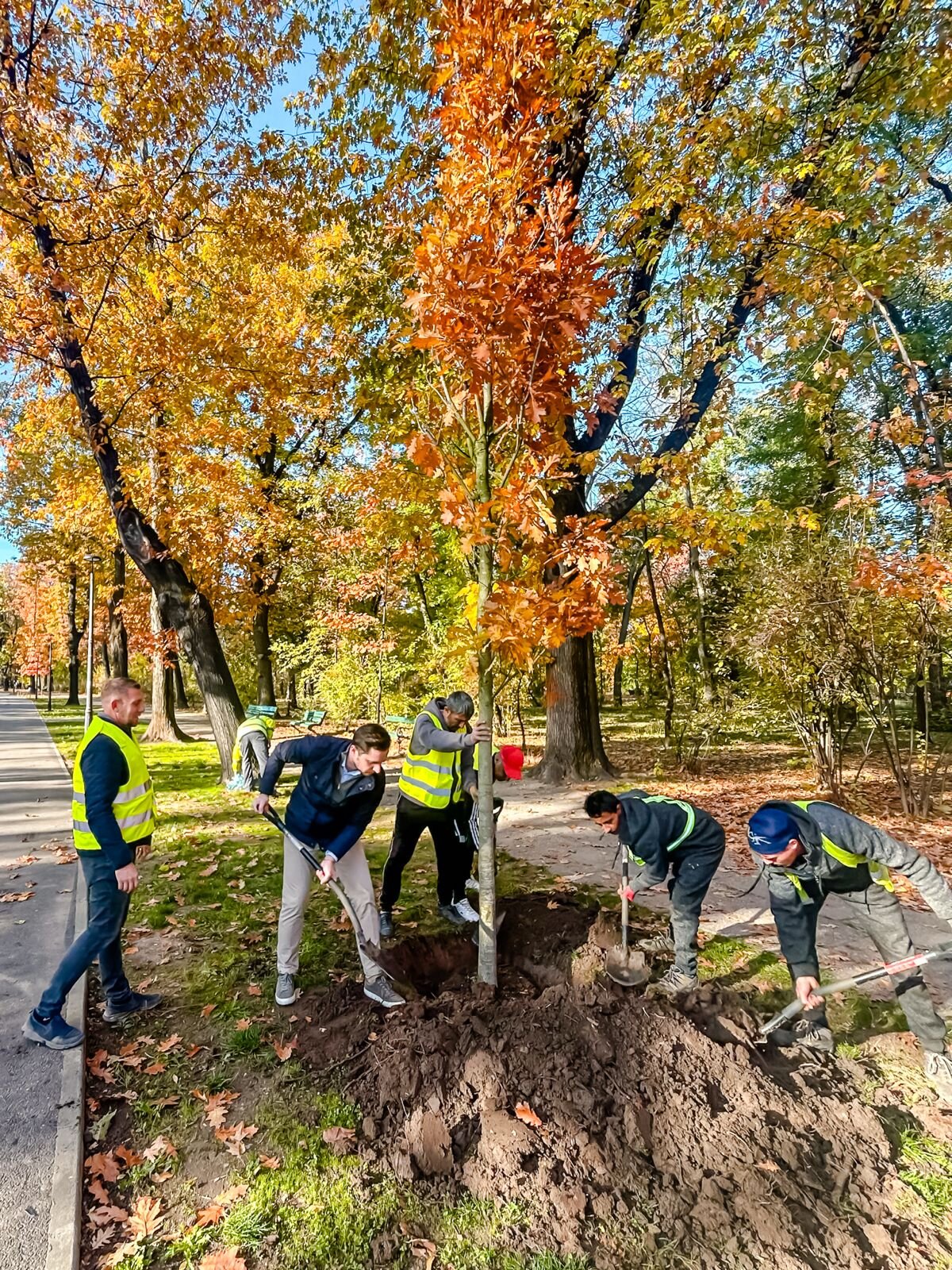 primaria capitalei incepe vineri plantare a peste o mie de copaci in parcul regele mihai i 6904536493625