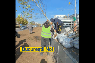 sectorul 1 devine tot mai verde peste 420 000 mp de spatii verzi reamenajate si noi in ultimul an 68ff7223695d5