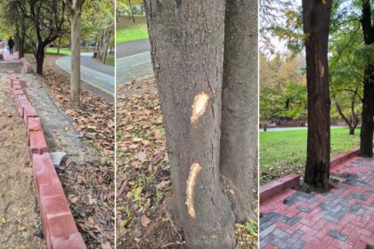 trotuarul ilegal de langa parcul ior o noua explozie de pavele negoita trebuie sa dispara garda de mediu a amendat cu 50 000 de lei firma ps3 care l a construit 68f9fa6d1fb0c 1