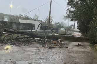 un copac prabusit de a latul drumului blocheaza complet strada frasinului langa fabrica philip morris nu se poate iesi in centura capitalei 68e5ff6528c04