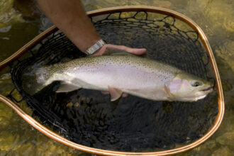 video pastravul curcubeu poate fi crescut de acum si in marea neagra cum s au dezvoltat pestii intr un an in apa sarata a marii 68e88fe83971b