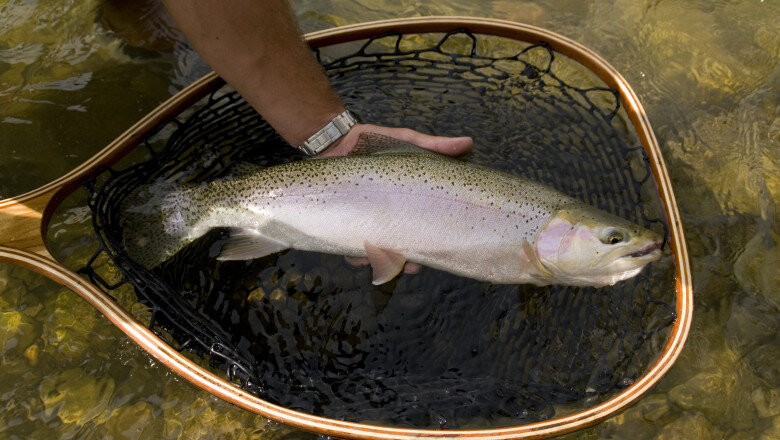 video pastravul curcubeu poate fi crescut de acum si in marea neagra cum s au dezvoltat pestii intr un an in apa sarata a marii 68e88fe83971b