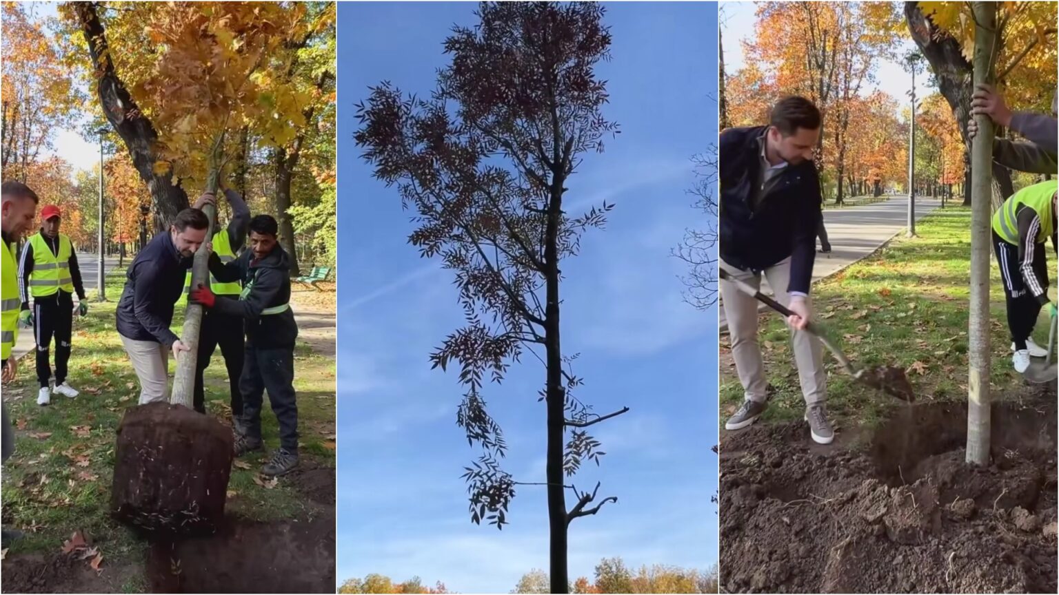 video peste 1 000 de copaci se planteaza in parcul herastrau bujduveanu a pus mana pe lopata si a pus in pamant primul stejar urmeaza frasini si pini 6903616580ccb