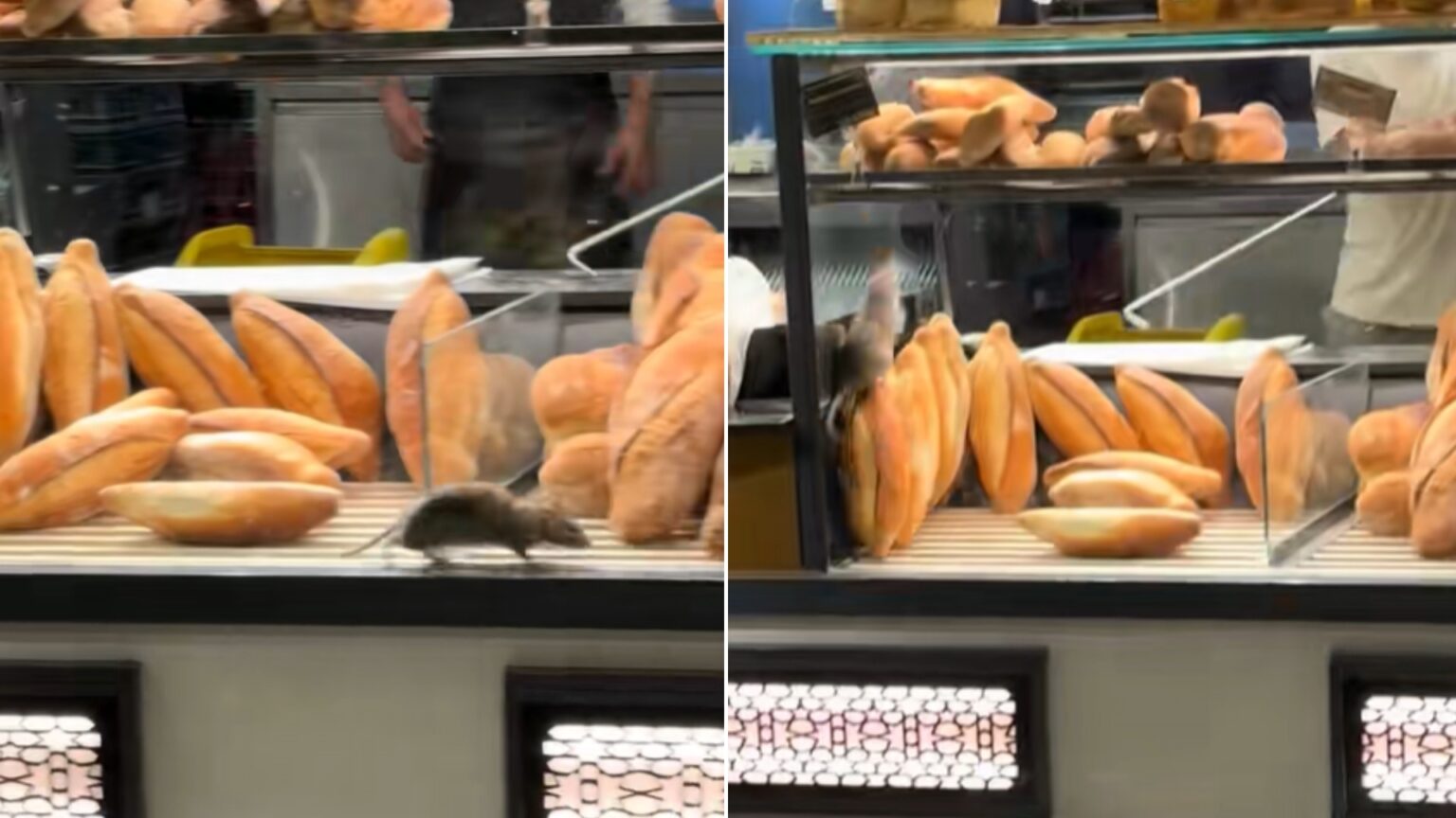 video ratatouille a ajuns intr o brutarie de pe bd basarabia sobolanul s a infiltrat printre painile din vitrina angajatii au incercat sa l goneasca cu un bat 68fb30dc813f5