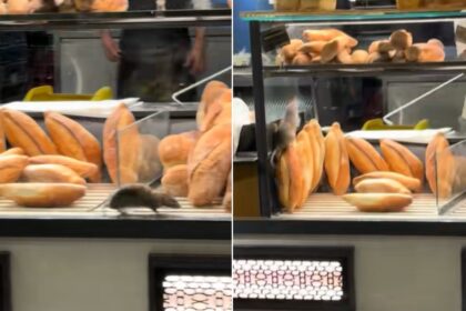 video ratatouille a ajuns intr o brutarie de pe bd basarabia sobolanul s a infiltrat printre painile din vitrina angajatii au incercat sa l goneasca cu un bat 68fb30dc813f5