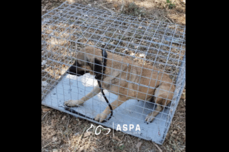 video trei caini capturati in siguranta in sectorul 6 cu ajutorul tarcului capcana si al unui cetatean implicat 68ef99268f3a2