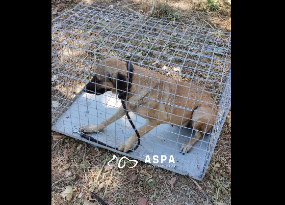 video trei caini capturati in siguranta in sectorul 6 cu ajutorul tarcului capcana si al unui cetatean implicat 68ef99268f3a2