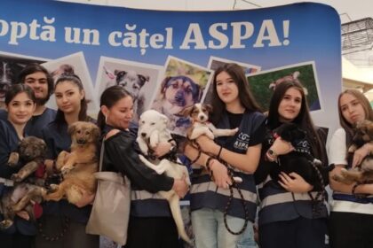 15 catelusi isi cauta weekend ul viitor familii f09f90b6 aspa organizeaza un nou targ de adoptii la animax vulcan 6909b1e11a589