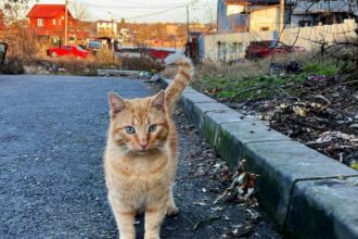 a inceput distribuirea casutelor gratuite pentru pisicile fara stapani din ilfov si din bucuresti 692aafb35c36c