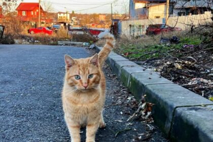 a inceput distribuirea casutelor gratuite pentru pisicile fara stapani din ilfov si din bucuresti 692aafb35c36c