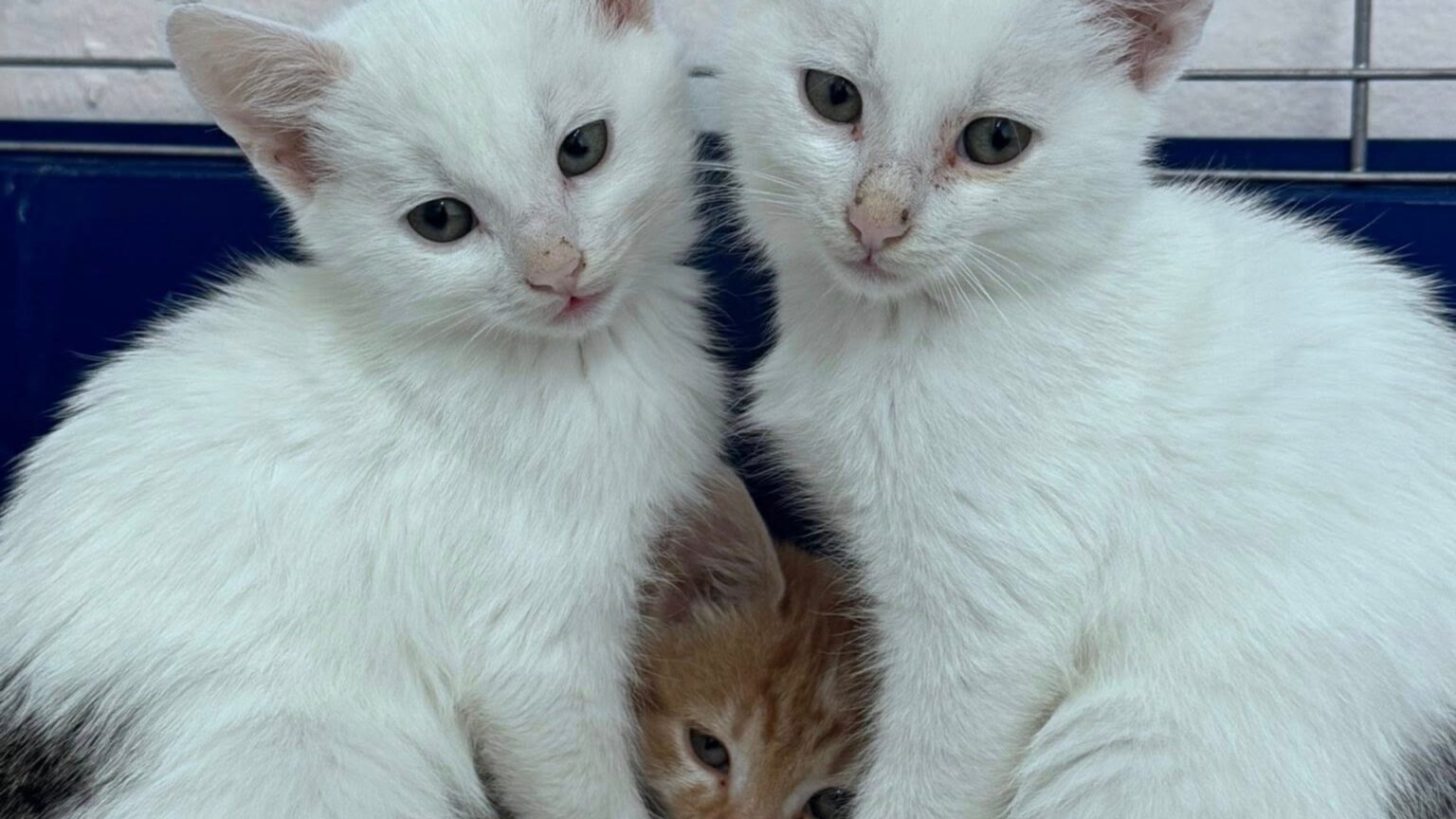 adopta un aristocratf09f9088e2ac9b targul de adoptii de pisici este sambata aceasta in bucuresti matele si motanii se aduna pe strada labirint la nr 205 692459be1c7cb