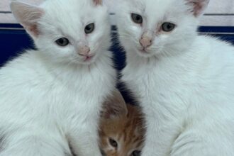 adopta un aristocratf09f9088e2ac9b targul de adoptii de pisici este sambata aceasta in bucuresti matele si motanii se aduna pe strada labirint la nr 205 692459be1c7cb