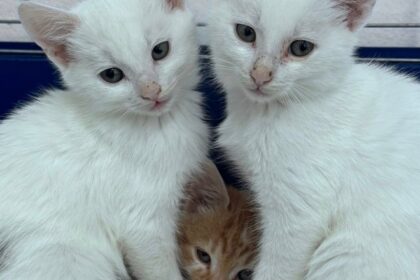 adopta un aristocratf09f9088e2ac9b targul de adoptii de pisici este sambata aceasta in bucuresti matele si motanii se aduna pe strada labirint la nr 205 692459be1c7cb